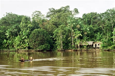 Amazon Rainforest Ecosystem
