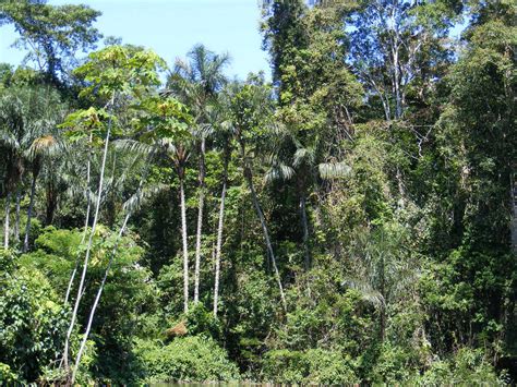 Amazon Rainforest : Images   History   Biodiversity ...