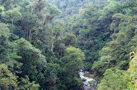 Amazon rainforest   Simple English Wikipedia, the free ...