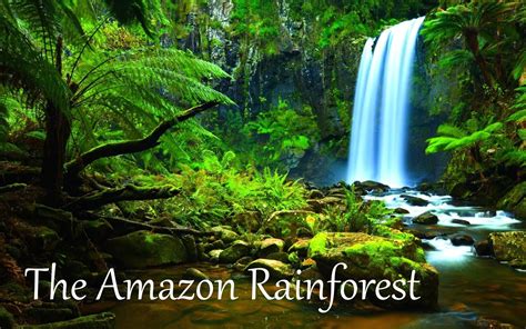 Amazon RainForest Wallpaper ·① WallpaperTag