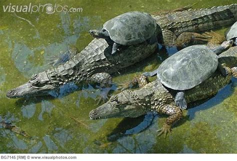 Amazon+River+Animal+Life | Amazon River Turtles perched on ...