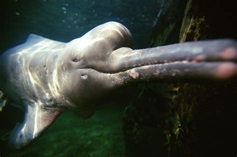 Amazon River Dolphin  Pink Dolphins  | Species | WWF