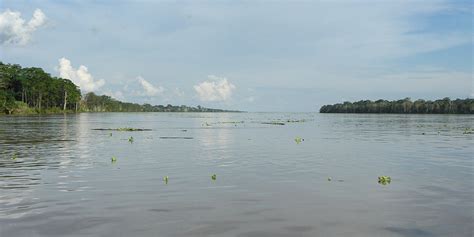 Amazon River   Wikipedia