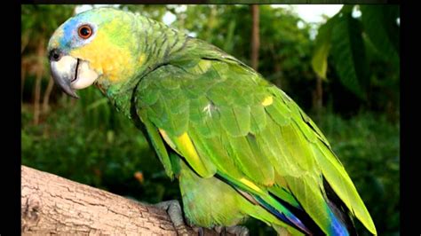 Amazona amazónica | Aves Exóticas