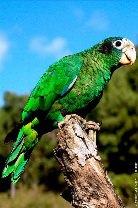 Amazona de la Española  Amazona ventralis    Aves exóticas ...