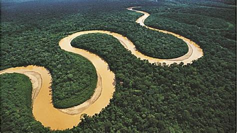 Amazonas: 5 animales que sólo existen