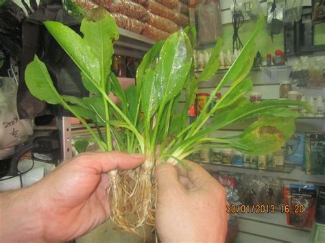 Amazonas 5 Plantas Acuaticas Con Raices Dvn   $ 80.00 en ...