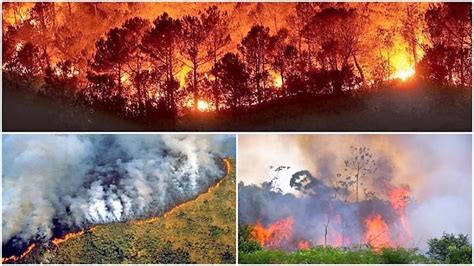 Amazonas en llamas: Así arde el pulmón del planeta