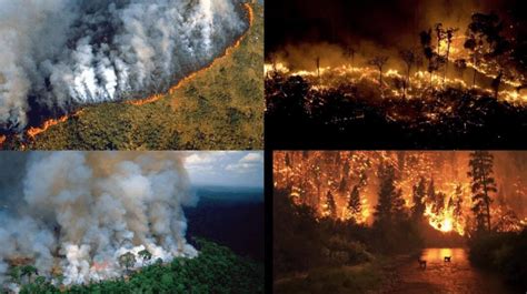 Amazonas, pulmón del planeta, en llamas; indígenas claman ...