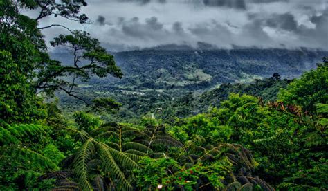 AMAZONAS  selva  | Ubicación, características, clima y ...