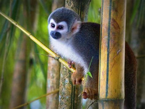 Amazonas Turismo| Observacion Animals – Huasquila Amazon ...