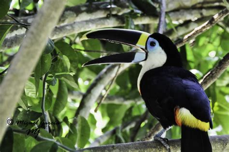 Amazonía Peruana. De las aves. | El ojo de cristal. Fotografía Amateur.