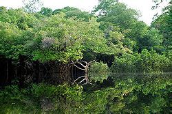 Amazonia   Wikipedia, la enciclopedia libre