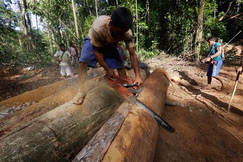 Amazonian tribe is fighting against illegal loggers