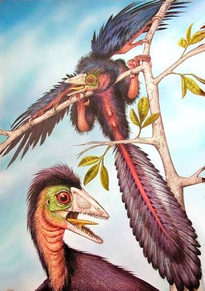 Àmbit Científic  el blog : ¿Tenía Archaeopteryx, el primer ave, pájaros ...