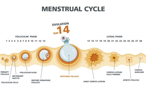 Amenorrea: ¿Por qué no me baja la regla?   Ausencia de la menstruación