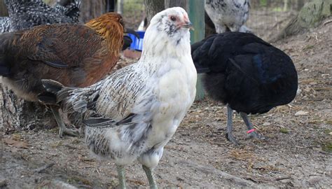 Ameraucana Chicken Breed – Everything You Need to Know
