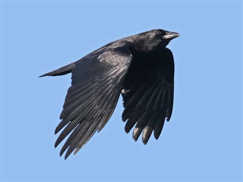 American Crow | Celebrate Urban Birds