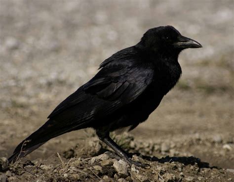 American Crow | MDC Discover Nature