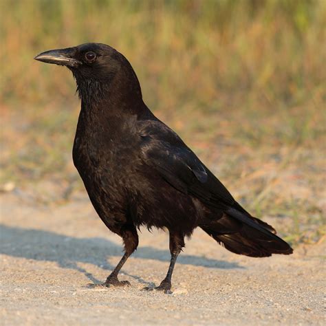 American crow   Wikiwand