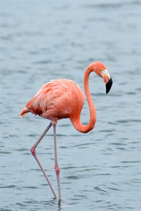 American flamingo Phoenicopterus ruber | at Gotomeer ...