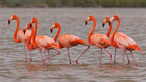 American Flamingo / phoenicopterus ruber | The Yucatan ...