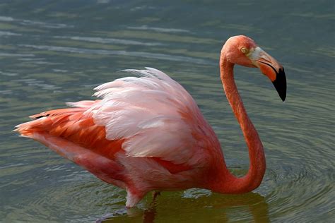 American flamingo   Wikipedia