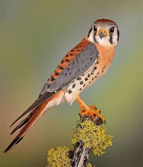 American Krestel. Cernícalo americano  Falco sparverius ...
