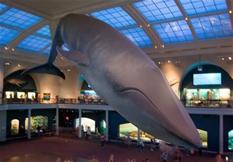 American Museum of Natural History Travel Attractions ...