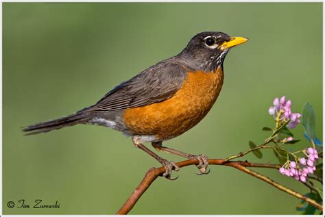 American Robin Facts and Pictures | The Wildlife