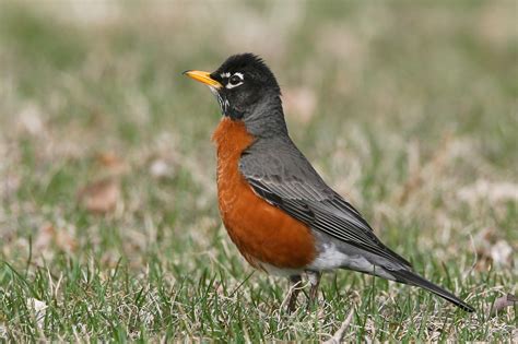 American Robin : Minnesota Breeding Bird Atlas