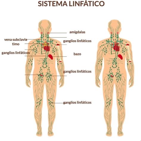 Amígdalas: ¿Qué son? Anatomía, función, fisiología y mucho más