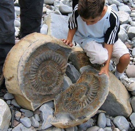 Ammonite | Fósiles de dinosaurios, Fosiles, Esqueleto dinosaurio
