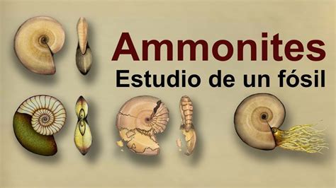 Ammonites: Estudio de un fósil del Cretácico  Divulgación ...