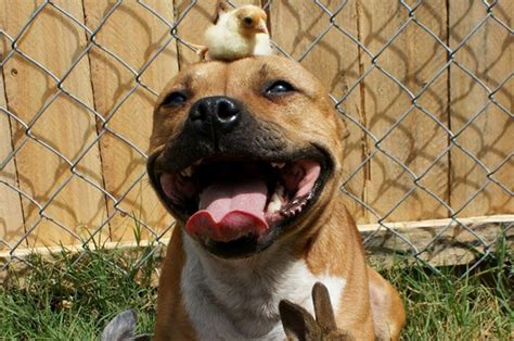 Amor entre animales |Amistad animales | Petdarling.com