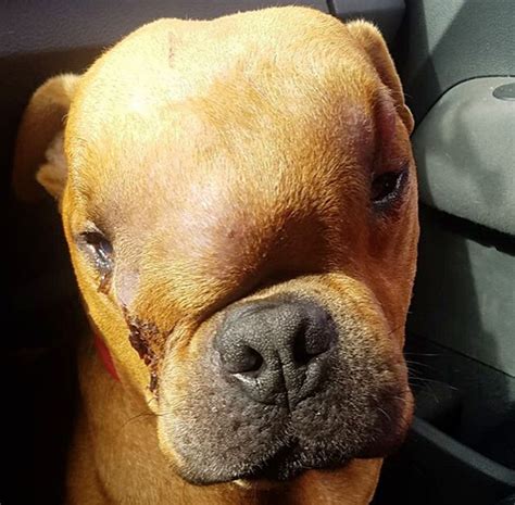 Amor puro: adopta a un perro con un tumor en la cabeza ...