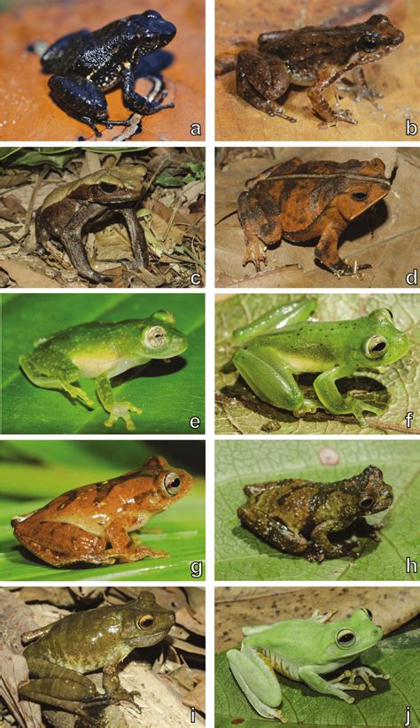 Amphibian diversity. Examples of amphibians recorded in ...