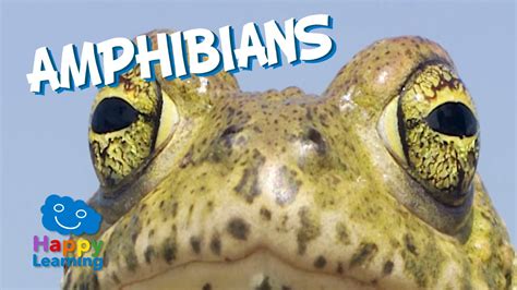 Amphibians | Educational Video for Kids   YouTube