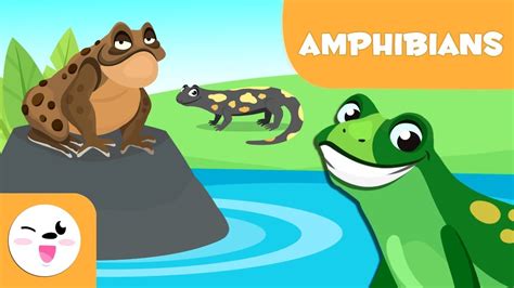 Amphibians for kids   Vertebrate animals   Natural Science ...