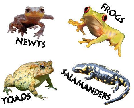 AMPHIBIANS   four types | Amphibians Research | Amphibians ...