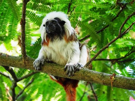 Ampliarán área protegida para conservar mono tití cabeciblanco en Urabá