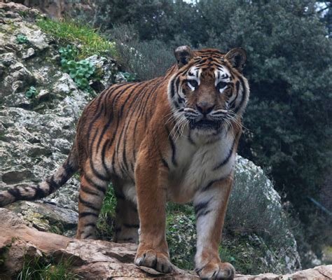 Amur tiger  Panthera tigris altaica    ZooChat