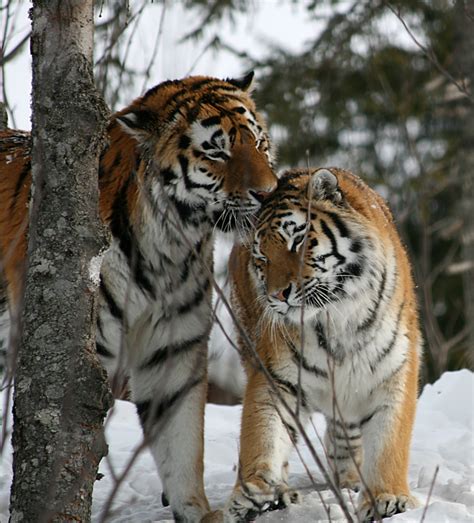Amur tigers  Panthera tigris altaica    ZooChat