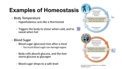 An analysis of homeostasis College paper Sample   February ...