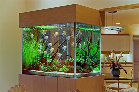 An Angelfish Live Planted Aquarium and Interior | Live Planted ...