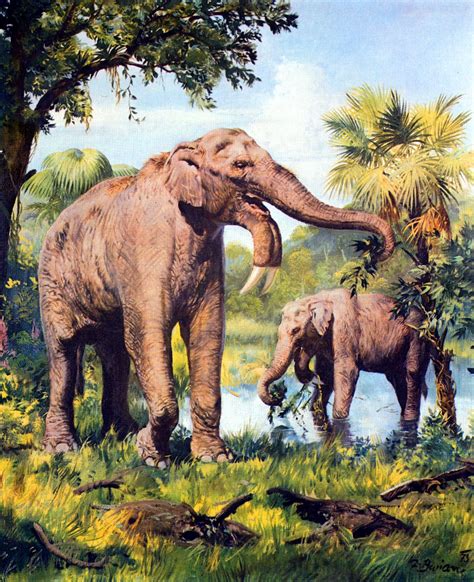 An early species of elephant by Burian, 1973. | Ancient animals ...
