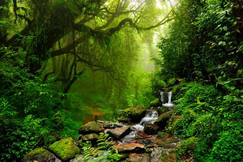 An In depth Explanation of the Tropical Rainforest Climate