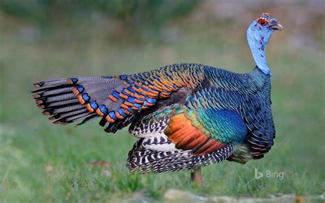 An ocellated turkey in Guatemala 2016 Bing Desktop ...