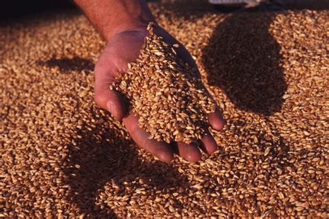 Análisis del mercado de cereales: Julio 2020   Grandes cultivos