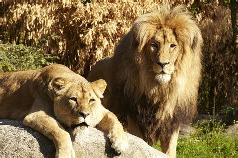 Analyse Löwenausbruch Leipziger Zoo | Deine News und aktuelle ...